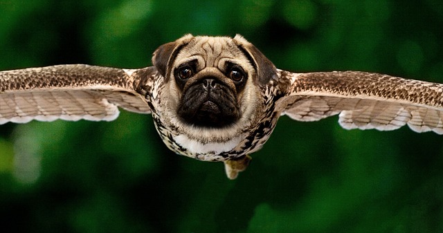 pug crossed with an owl