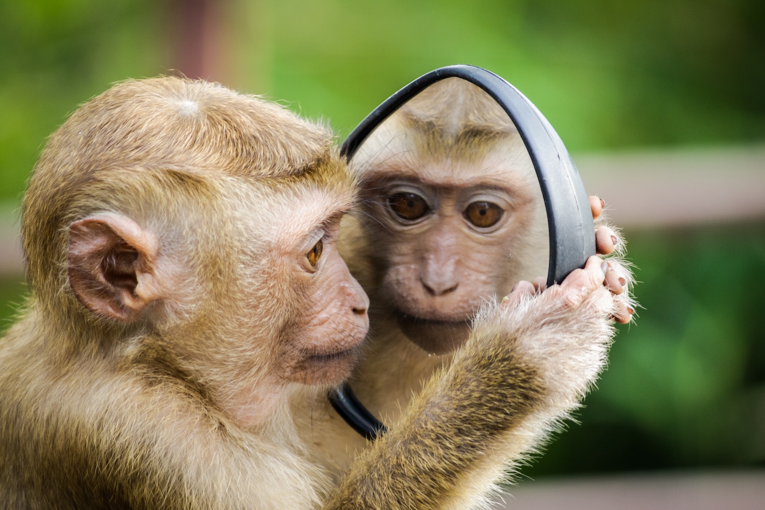 monkey looking at self in mirror